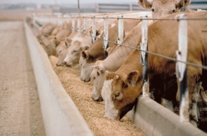 Grain-fed cattle in industrial feedlot (photo courtesy crossfitfire.com). 